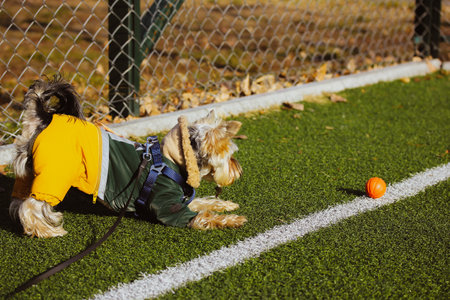 Playful Yorkshire Terrier dog in fashionable stylish warm suit plays with a basketball orange ball on soccer field synthetic green grass at fall, spring day. Cute puppy, doggy in funny pose outdoors.の写真素材