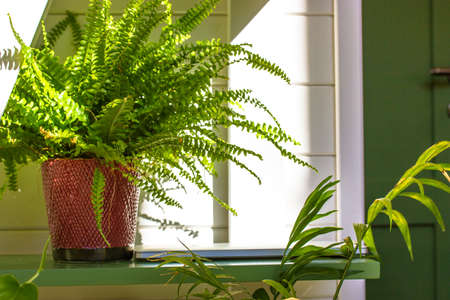 Fern plant in red ceramic pot in the interior. Green plants decorates a modern apartment. Green space indoors at home garden. At one with nature concept. Evergreen houseplant on wooden shelf.の写真素材