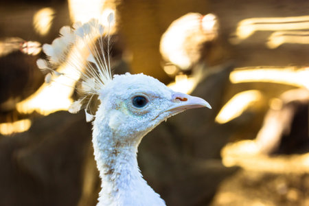 Pavo cristatus Linnaeus alba. Peafowl bird. A head shot of a beautiful male white peacock up close...