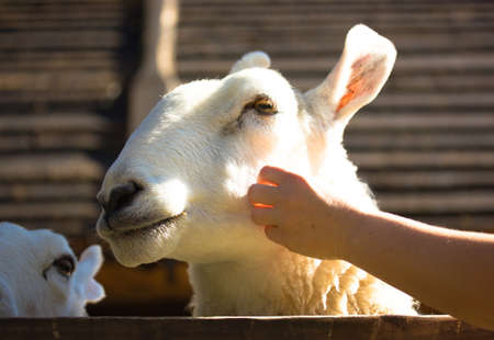 White cute Border Leicester ewe. A hand reaches out strokes a sheep's cheek. Rear breed sheep on farm. Funny furry sheeps against wooden background. People stroking petting animals in a contact zoo.の写真素材
