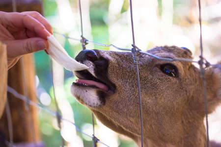 Roe deer (capreolus) muzzle behind a cage, an iron net. Human feeds hornless deer with cabbage leaf from hand in contact zoo. Female capreolus close up with open mouth. Feeding animal with goodies.の写真素材