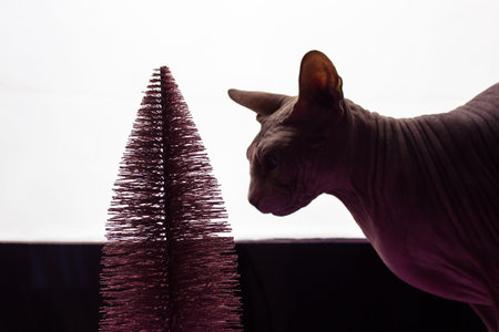 A bald Canadian Sphynx cat looking contrasting against a Christmas tree. Winter vacations, holiday...