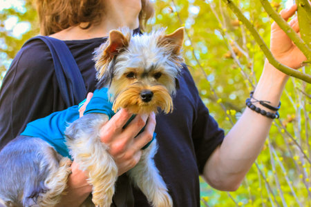 A pet owner. Boy, man, guy holding and hugging a cute funny furry Yorkshire Terrier in his arms. Little dog, dog, puppy with the owner, a companion dog. A walk in the spring, summer park, in nature.の写真素材