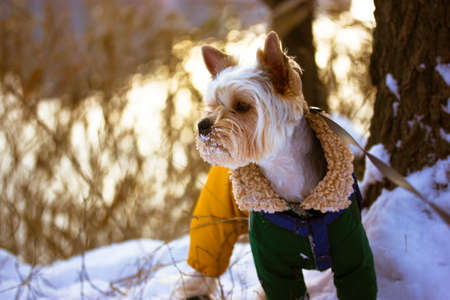 Funny cute Yorkshire Terrier dog breed in a warm suit, overalls walking in a forest park at cold frosty winter day. Doggie in warm clothes standing in the snow. A pets on walk outdoors. Space for textの写真素材
