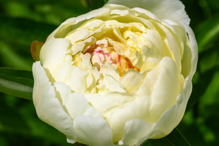 A beautiful closed bud of delicately creamy yellow peony flower close-up on a bush in a spring, summer botanical garden. Yellow peonies in flower bed on blurry green background. Tender floral petals.の写真素材