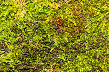 Green moss grows on a ground macro photo top view. Moss texture. Greenish-red hue moss covers a land in a forest, woods, woodland in spring or summer.の写真素材