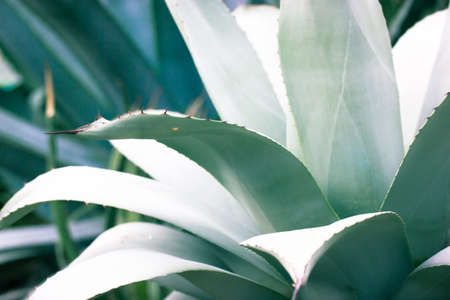 Giant blue-green agave leaves with sharp spines. Growing flowers. Botanical garden. Asparagaceae backgrounds textures. Exotic plants of Mexico used in pharmacology, cosmetic products. Cacti succulentsの写真素材