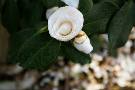 Camellia Japanese also known as common camellia open flower bud on a dark background with copy space. A bush in full bloom in a spring botanical garden. tender petals. floral background.の写真素材