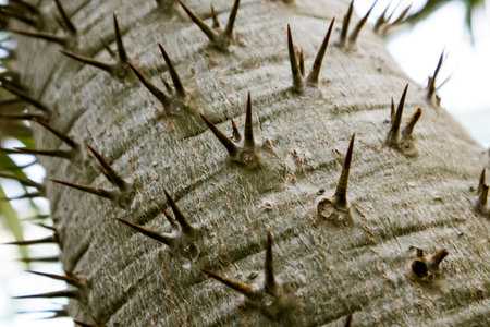 Pachypodium lamerei succulent cactus large thorns spikes closeup on tree trunk. Madagascar Palm. Apocynaceae plant in garden, park. Dangerous needles. cactus trees. Madagascar nature. SELECTIVE FOCUS.の写真素材