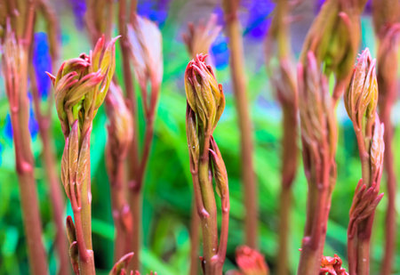 Young peony sprouts on bushes in spring garden. Peonies red and green stems, young leaves in spring season in a flowerbed in botanical park, home garden. Plant care. Planting flowers. Floral wallpaperの写真素材