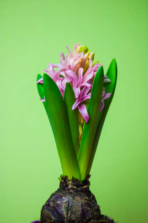 Pink hyacinth in full bloom on a light green background with space for text. spring bulbous flower. Vertical photo of bulb flowers in April. Floral wallpaper for greeting card, postcard. spring seasonの写真素材