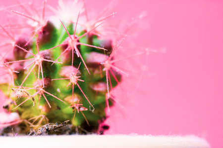 Green cacti with pink sharp prickles in pot on light neon pink background with space for text. Unusual potted plant at home garden. Summer trendy tropical desert plant, space for text. cactus design.の写真素材