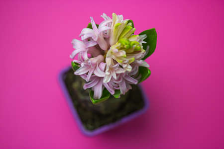 Pink hyacinth in full bloom on a bright pink background with space for text. Spring bulbous flower with copy space. Bulb flowers in April. Floral wallpaper for greeting card, postcard. spring season.の写真素材