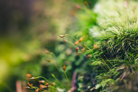 Green moss with spore capsules on red stalks growing on the edge of the forest macro shot....