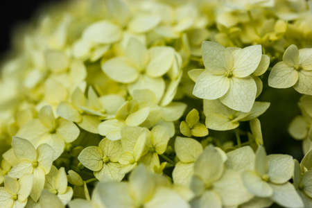 Blooming green hydrangea flowers in full bloom in spring, summer season. Green bush of Hydrangea macrophylla in garden. Pale green flower petals background. Blossoming shrub in April. selective focus.の写真素材