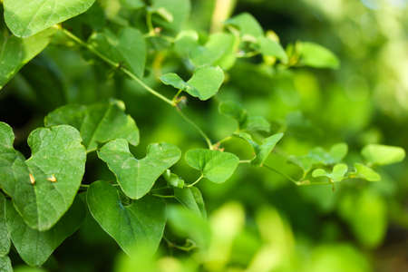 Kirkazon grass green leaves background SELECTIVE SOFT FOCUS. Cirsasson pomegranum - a perennial herbaceous liana wallpaper. Poisonous plant on blurry natural background. A shoot with leaves, foliage.の写真素材