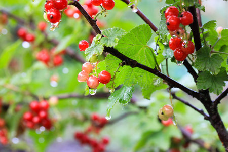 Clusters of fresh red currant berries ripen on branches among green foliage after rain in home...