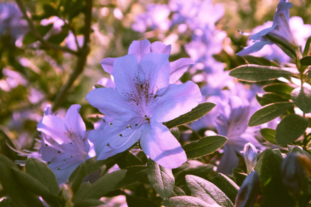 Azalea garden in full bloom. White Rhododendron flowers open buds petals among foliage. Flowering bush in spring summer in the botanical garden, park. floral background. Very peri 2022 violet toning.の写真素材