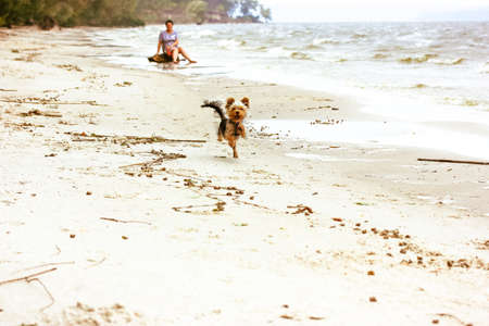 Cheerful dog breed Yorkshire Terrier running along a sandy shore of a sea, river, ocean. A female owner sits in background. Active small doggy walking outside in summer day. Travel with canine lapdog.の写真素材