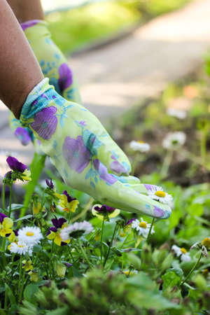 Female gardener in green work gloves touching green plants, daisies in flowerbed in a garden yard in sunny day. Hobby, spring time, landscaping, replanting, gardening, planting. vertical background.の写真素材
