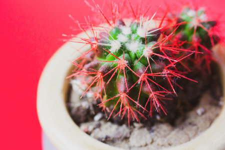 Growing green cacti with red sharp prickles in pot on red background. Easy to grow potted plant. Summer trendy tropical desert plant close-up. cactus macro photo. Flowering, gardening, plants care.の写真素材