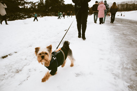Owner walking small dog breed Yorkshire Terrier on a leash in a winter snow-covered city park. Walking with a pet lap dog in warm clothes, overalls outdoors. Real people on the street. canine lifestyle.の写真素材