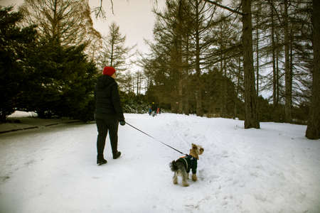 Owner walking small dog breed Yorkshire Terrier on a leash in a winter snow-covered park, woods. Walking with pet lap dog in warm clothes, overalls outdoors. Real people on the street. canine lifestyle.の写真素材