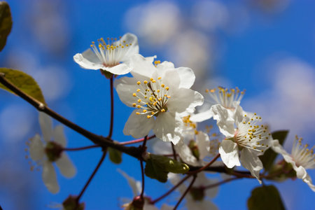 Cherry blossoms in spring garden, orchard. Branch of fruit tree with small white fragrant flowers...