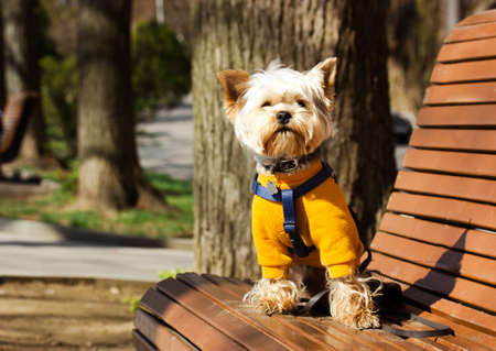 A cute little Yorkshire Terrier dog in a yellow sweatshirt sits on a wooden bench in city park in springtime. Funny chunky doggy on a walk outside. pet clothing. Brown puppy with post-groomer haircut.の写真素材