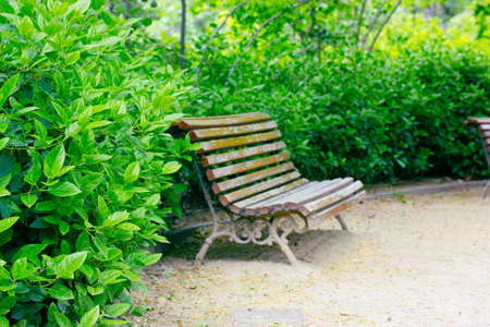 Wooden bench for relaxing in a green spring or summer shady city park, botanical garden in sunny day. Green bushes with young fresh leaves in focus. Seat, chair, benches for rest on a street outdoors.の写真素材
