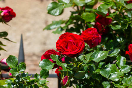 Beautiful red roses growing in rose garden. Elegant fragrant flower buds. floral postcard. Gardening, horticulture, growing and plants care, floral landscaping. A bush rose adorns a black metal fence.の写真素材