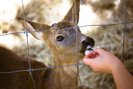 Roe deer - capreolus - muzzle behind a cage, an iron net. Human feeds hornless deer with cabbage leaf from hand in contact zoo. Female capreolus close up with open mouth. Feeding animal with goodies.の写真素材