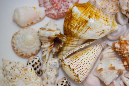 Beautiful different seashells on white sand background top view. Mollusks, shells collection...