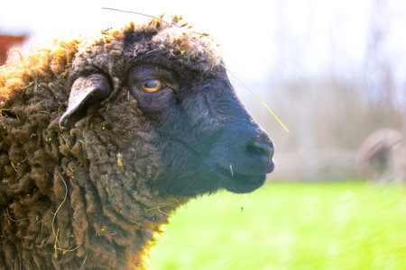 Portrait in profile of a funny curly brown sheep in a pen on at home farm paddock. A sad sheep is...