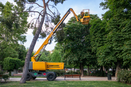 Crane machine for cutting branches. Spruce tree care on high in park. Arborist, surgeon,...