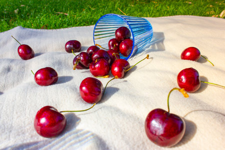 Red ripe sweet tasty cherries or cherries scattered on the light plaid, berries spilled out of the...
