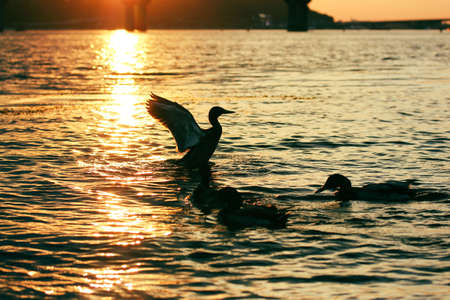 Contrasting silhouette of a waterfowl spreading flapping with wings on sunset. Orange sky path on a water surface. Wild ducks swimming in river, lake, sea. Birds in a nature preserve. fauna.の写真素材
