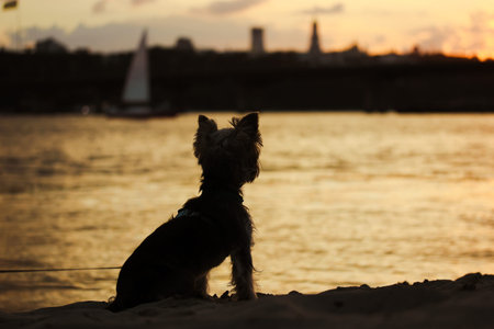 A cute Yorkshire Terrier little puppy sitting on river bank, lake, sea, ocean shore, looking into...