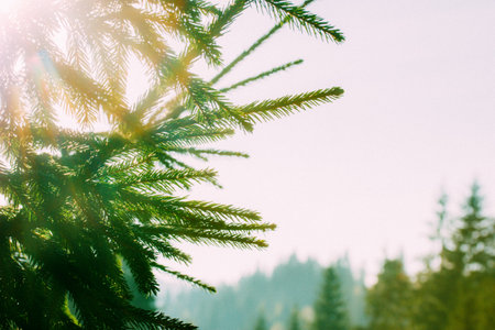 A branch of green coniferous tree in the forest. Spruce trees deep in a dark woods against gray sky in autumn. Lush vegetation in national park. Wild nature landscape background without space for textの写真素材