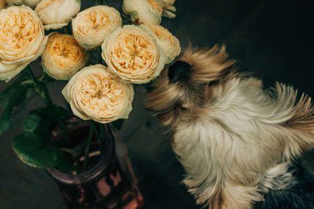 Yorkshire Terrier little groomed dog sniffing yellow roses bouquet view from above. Dog, puppy with a floral gift for holiday greeting. Pet indoors and aromatic flowers. Film filter, cinematic effect.の写真素材