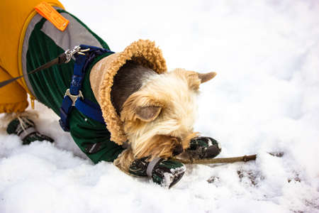 Warmly dressed Yorkshire Terrier dog gnawing a stick playing in winter park. Stylishly doggy walking outside at cold winter snowy day. Puppy in warm green yellow jumpsuit. Canine animal on a walk.の写真素材