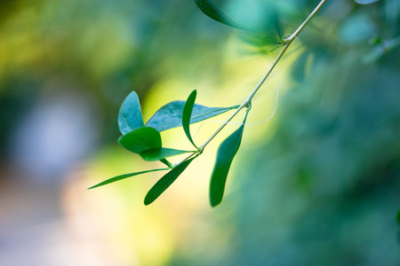 A thin branch, round green leaves on a light green blurred background. A twig in a morning sunlight in spring or summer day. Park, wood, garden nature reserve, forest in natural light. selective focusの写真素材