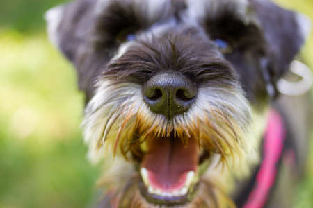 A portrait of a miniature puppy Zwergschnauzer with open mouth on a green lawn on nature in a sunny day. Hunting, guarding dogs breed. Doggy walking outdoors. Canine animal, pet in green park, woods.の写真素材