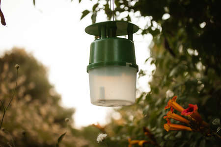 Still Life with bird feeder on backyard in botanical garden. A green feeder for feathers hanging from tree branch in city park. Metal lamp among beautiful blossoming orange flowers in summer orchard.の写真素材