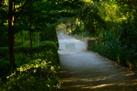 Straight deserted walking path, the road that goes into the distance deep into the dark forest,...
