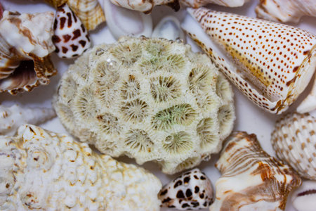 Beautiful different seashells underwater isolated on white background. Mollusks, shells, corals...