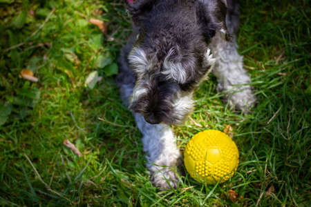 Gray miniature zwergschnauzer puppy is lying on a green grass on a lawn on nature and playing with a yellow ball. Cute funny doggy on a walk. Canine domestic animal, pet in green park, woods, forest.の写真素材