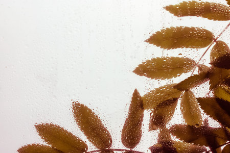 Branches with brownish red elongated leaves behind a wet window after rain, drops, raindrops dripping down a glass. autumn day. Change of seasons, September and October autumnal mood. Space for text.の写真素材