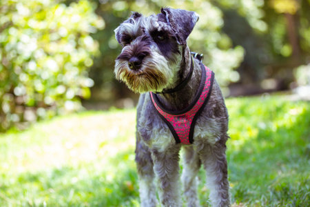 Grey miniature zwergschnauzer puppy is walking on a green lawn on nature in sunny day. Hunting,...