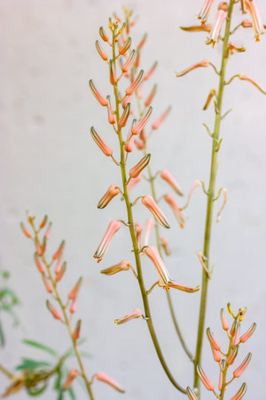 Somaliensis aloe pink blooming flowers against white wall. Beautiful rare exotic blooms. Vertical floral postcard. A delicate flower in a botanical garden. Somalian Aloe perennial evergreen succulent.の写真素材